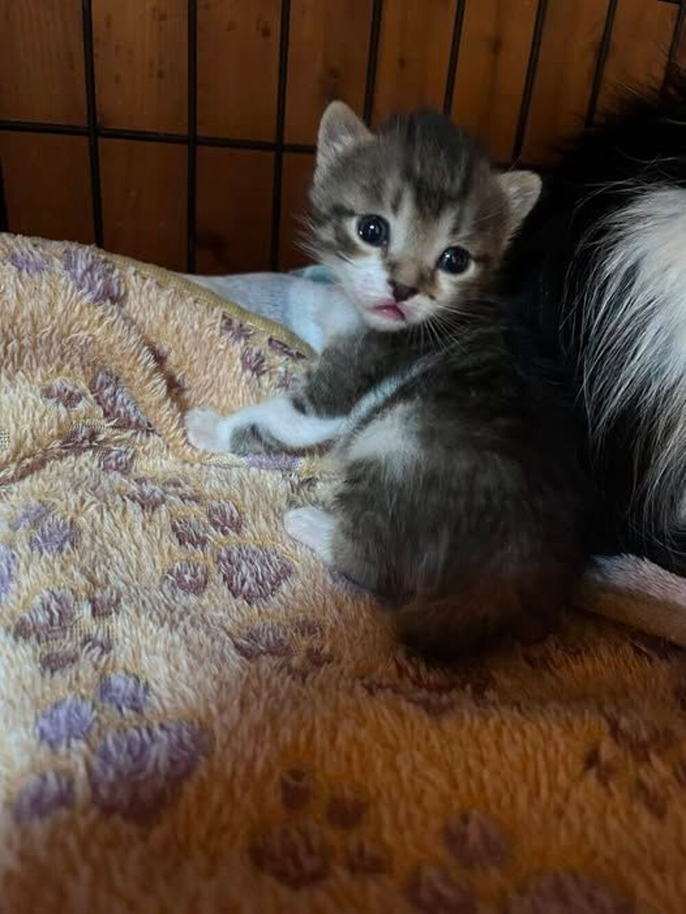   Chat BOB à la réservation 