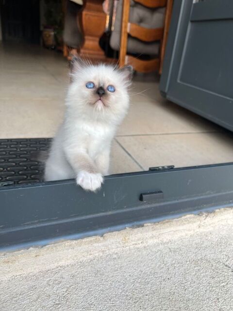 Chatons sacr&eacute; de Birmanie loof 1190 91510 Lardy