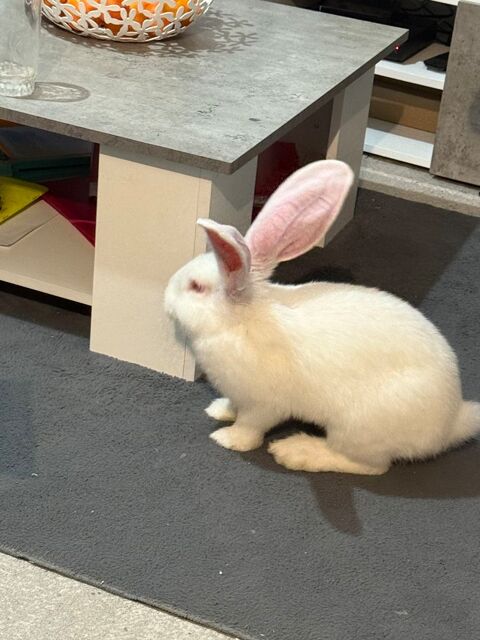 Lapin géant ? 3 mois ? en excellente santé + accessoires 80 31400 Toulouse