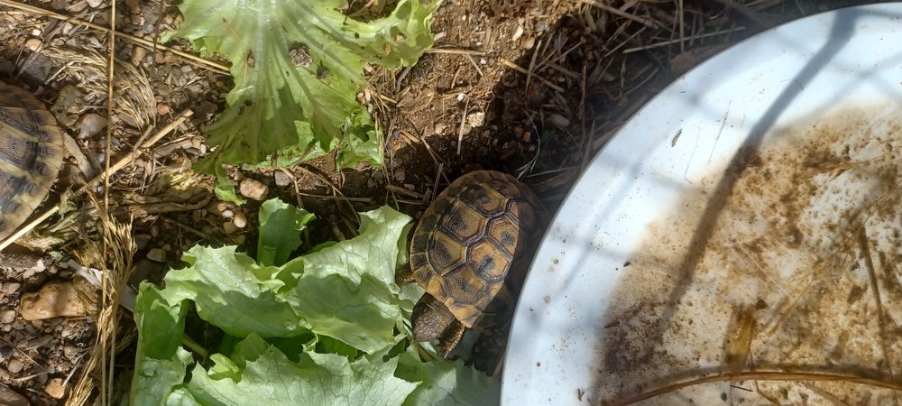  Tortues terrestres 