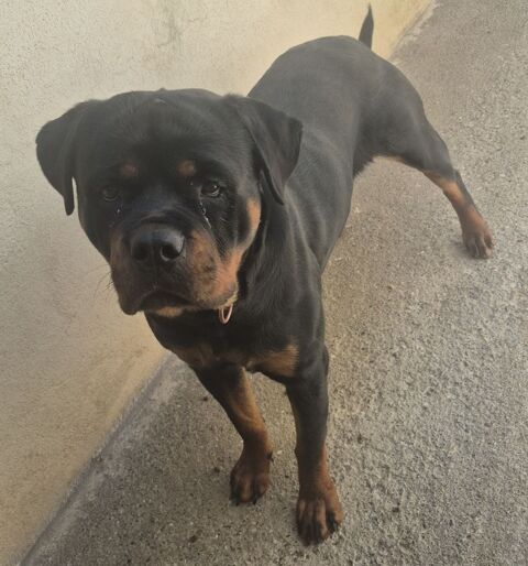 BOULETTE, rottweiler, 2 ans 220 34500 Béziers