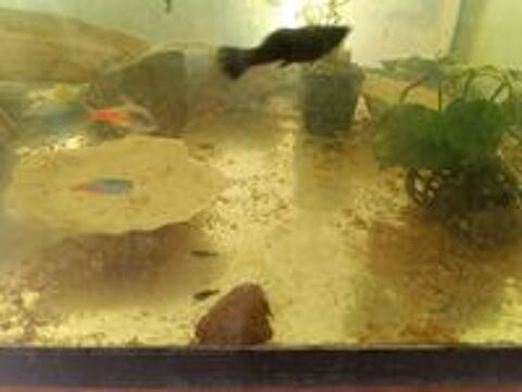   guppys nés dans mes aquariums,un an environ 