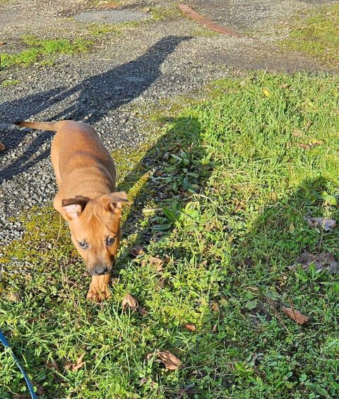 Koa, chiot crois&eacute; malinois &agrave; adopter 300 44450 Barbechat