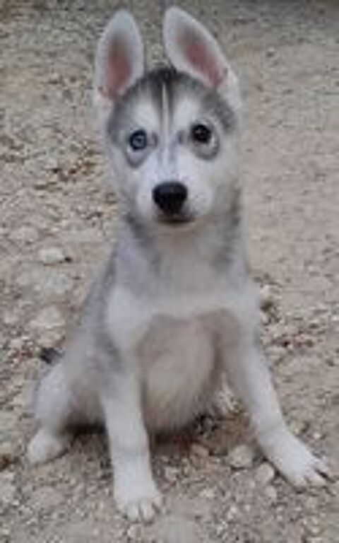   Chiots Husky 