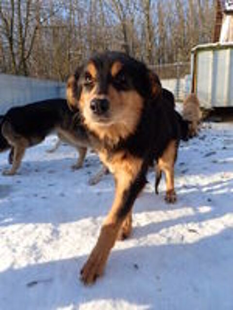   Clover à l'adoption 