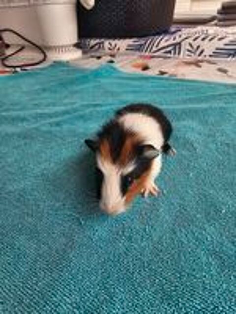   Cochon d'inde  