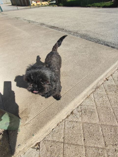 Femelle Shih Tzu 550 87320 Darnac