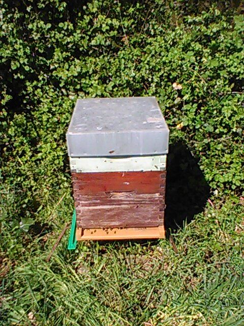 ruches peuplées d'abeilles 1 