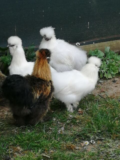 Poules poule soie 32150 Cazaubon