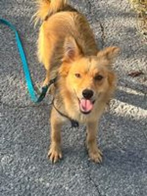   A L'ADOPTION FELISA SE TROUVE EN REFUGE UKRAINE 