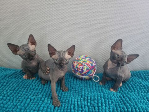 Chatons Sphynx Loof 1550 29780 Plouhinec