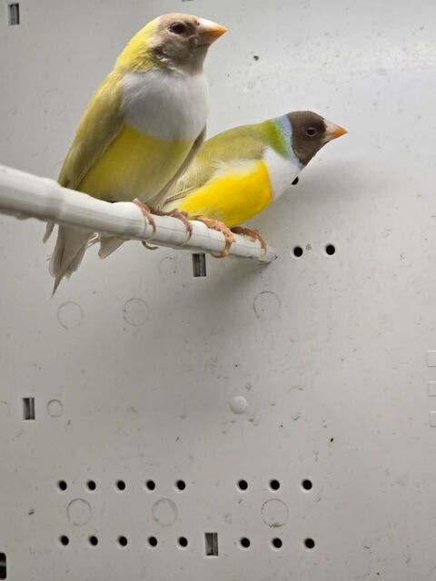 Couple de Gould Satin&eacute; 230 49000 Angers