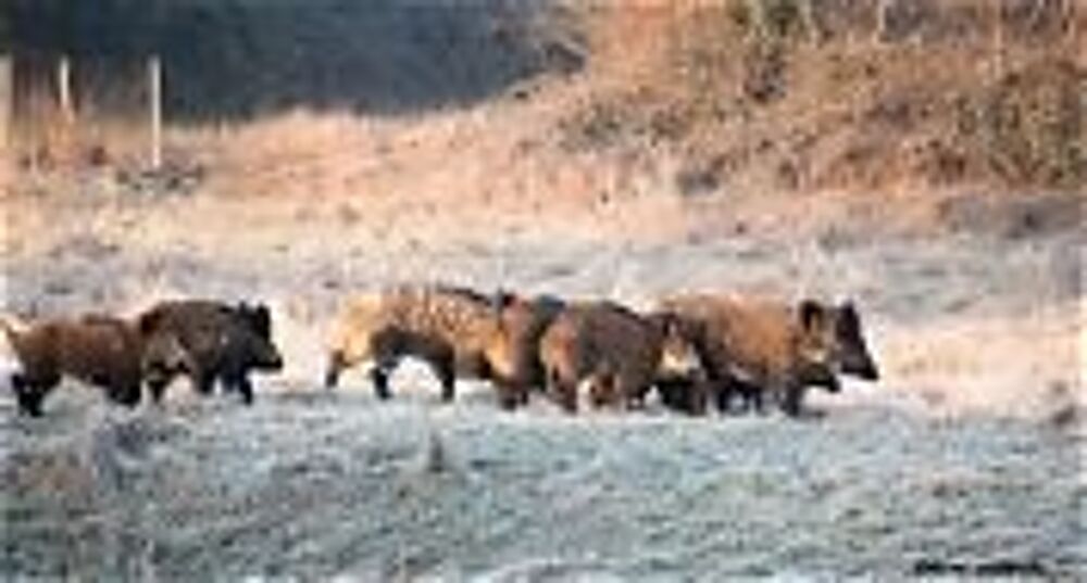 PIQUEUR POUR CHASSE PRIVE Sports