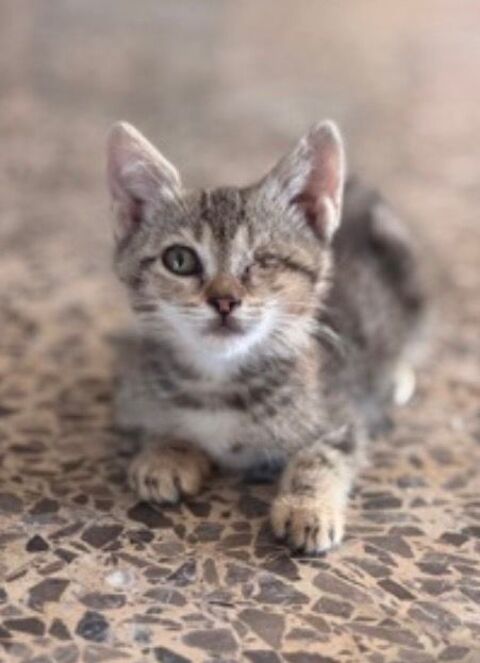 Chaton issu d'un sauvetage - 0 75006 Paris