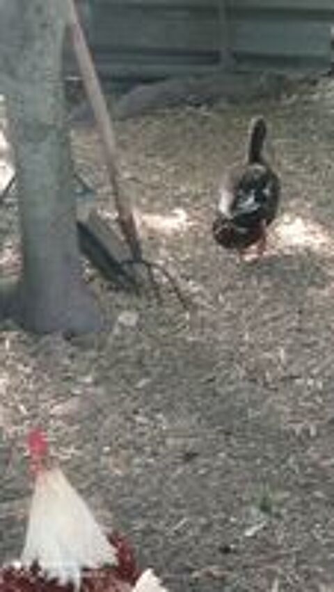   Canard colvert  