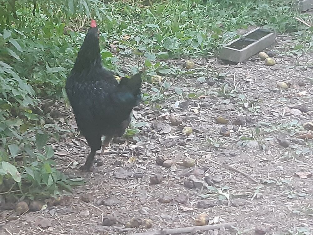   Coq noir semi- nain type noir du Berry 