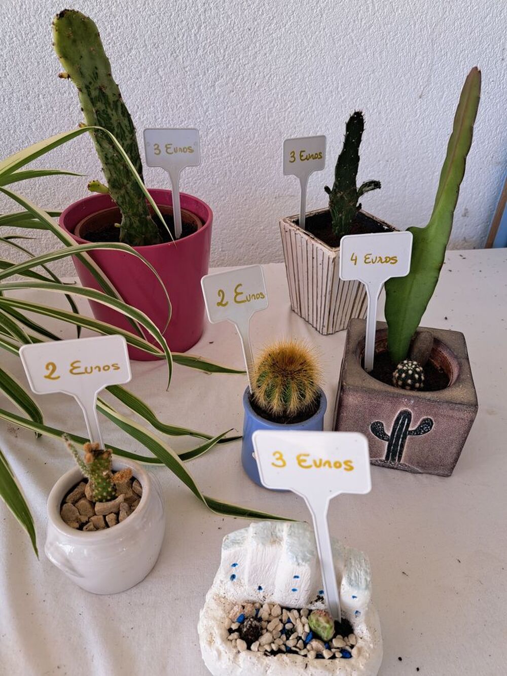Plantes avec cache pots diff&eacute;rents petits prix Jardin