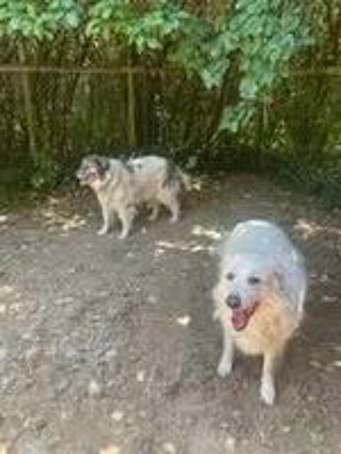   Chiens KIKI et BOUBA à l adoption 