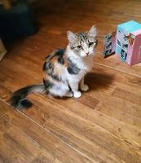   Kathleen 1 an gentille chatte cherche adoptants 