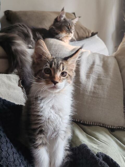 Adorable bébé Maine coon disponible à la réservation. 1300 83600 Frjus