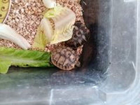   Tortue née dans jardin 