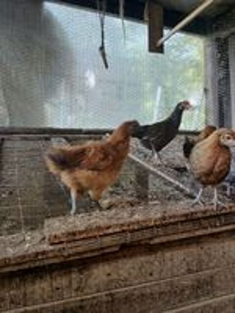   Duo de poule naine et coq négre soie de couleur 