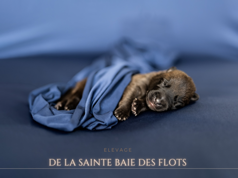 Chiots Malinois lignée beauté - Origines italiennes : Belges 950 17700 Surgres