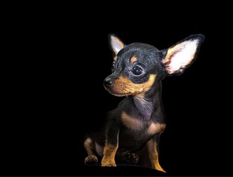 Recherche chihuahua/pinscher 0 57950 Montigny-l�s-metz