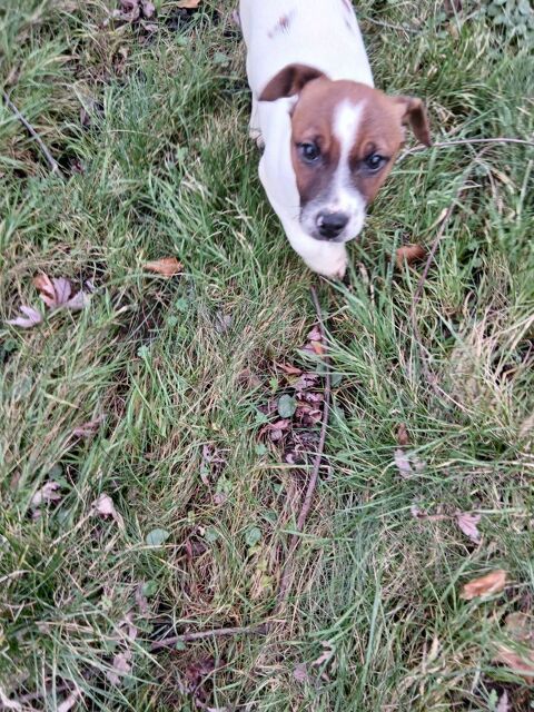 Chiot jack Russel m&acirc;le  700 62370 Audruicq