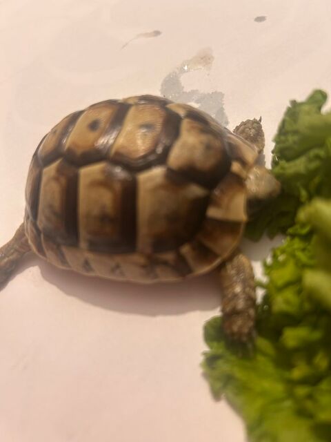 Tortues grecque 30000 Nmes