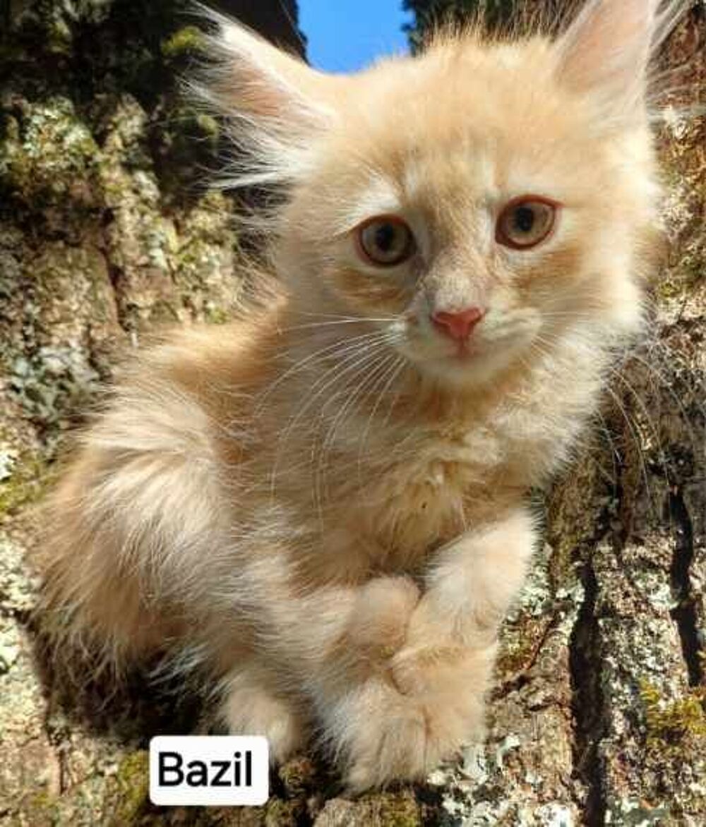   Chaton siberien loof male  