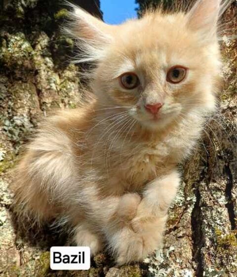 Chaton siberien loof male 1600 85310 Chaillé-sous-les-ormeaux