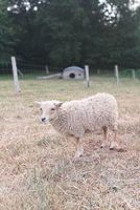   Mouton Ouessant 