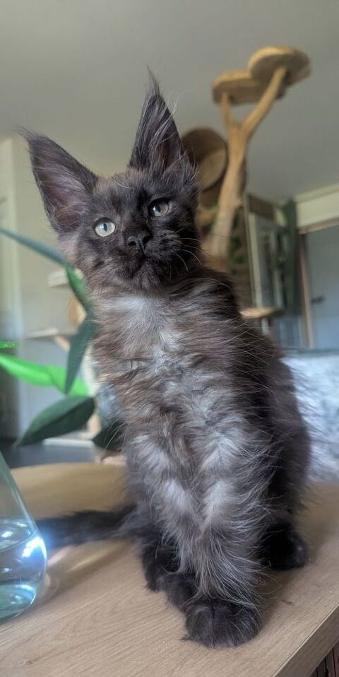 Adorables chatons Maine Coon 36310 Beaulieu