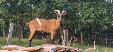 Dyonisos, bouc semi nain &agrave; adopter 50 44130 Notre-dame-des-landes