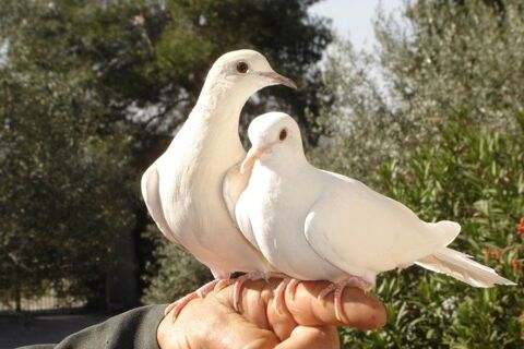 colombe 10 84450 Saint-saturnin-ls-avignon