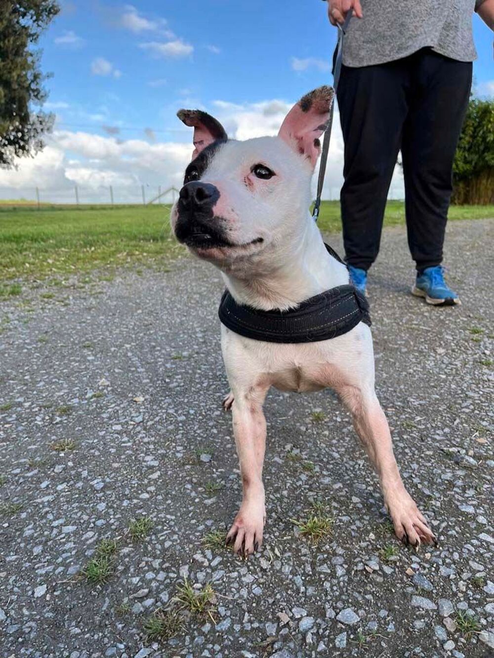   NIKITA, superbe Staffordshire Bull Terrier déclassée à adopter via l'association UMA 