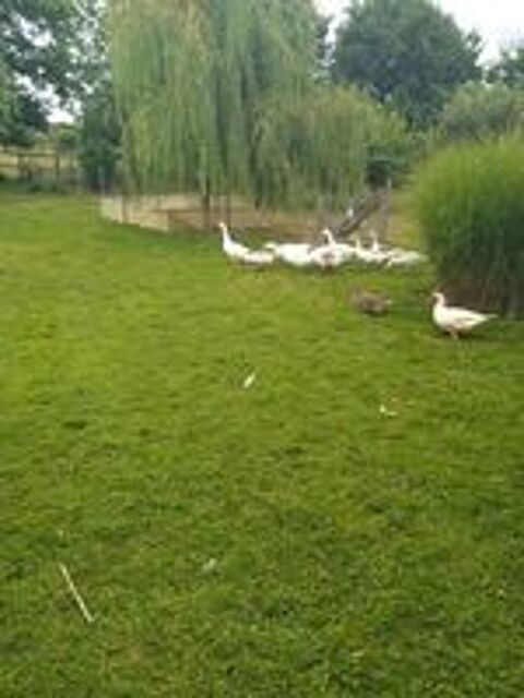   oie normande 