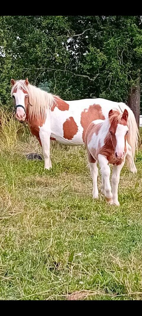 Ponette +poulain 1600 77120 Mouroux