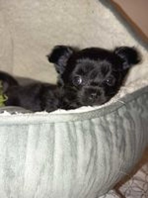   Chihuahua 