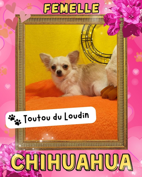 Chiot chihuahua femelle poils longs 650 18140 Pr�cy