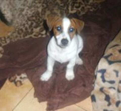    SPLENDIDES Chiots JACK RUSSEL 