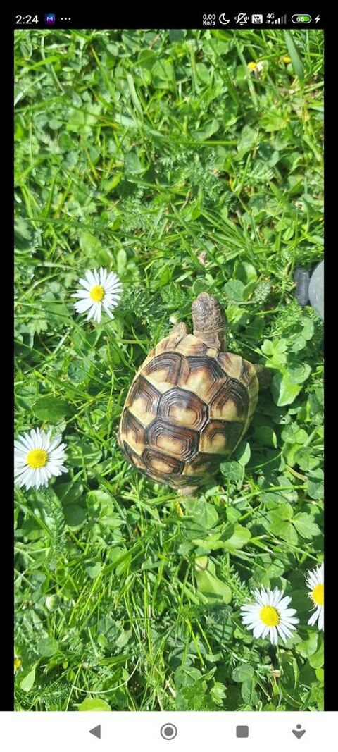 J' ai plusieurs tortues de 2/3/4 ans qui on déjà  hiberner en extérieur 120 38090 Villefontaine