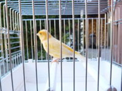   canari 2026 