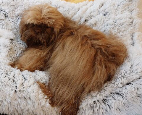 Shih tzu 630 86220 Les ormes