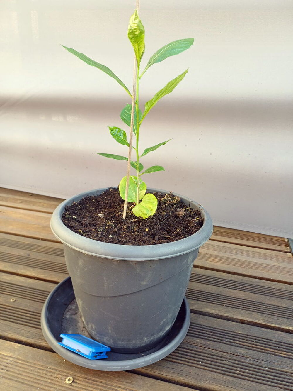 Somptueux BAOBAB hauteur 47cm Jardin