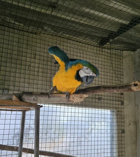 Cacato&egrave;s Ararauna 1200 46340 Salviac