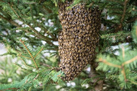 ESSAIM ABEILLE RECUPERATION 0 37270 Montlouis-sur-loire