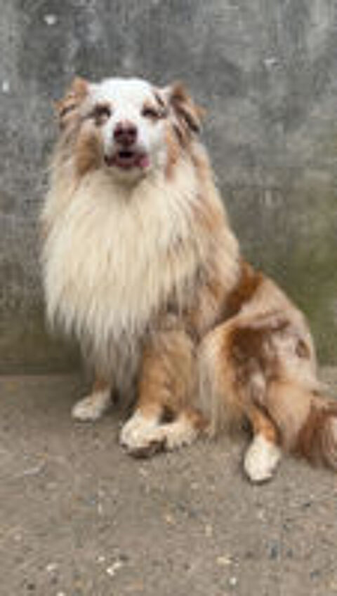   M�le Berger australien disponible pour saillie 