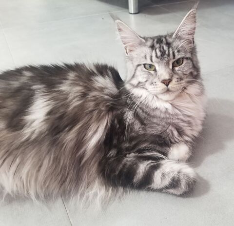 Chatons Maine Coon LOOF 1300 33920 Saint-yzan-de-soudiac
